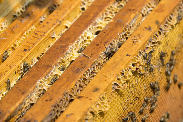 The bee hive is shot close-up - Zdjęcie, obraz