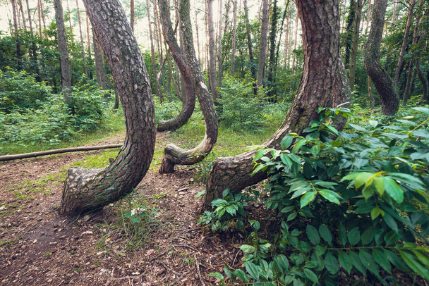 Híres Ferde erdő - Fotó, kép