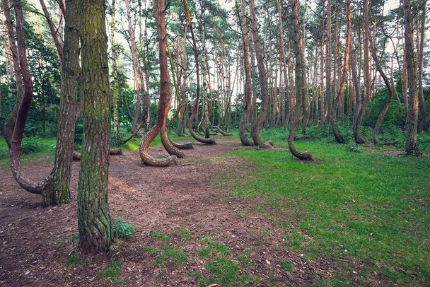 Floresta Crooked famosa
 - Foto, Imagem