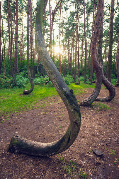 Известный кривой лес
 - Фото, изображение