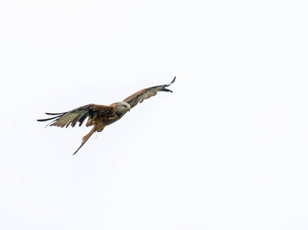 Aquilone rosso che vola contro il cielo grigio
 - Foto, immagini