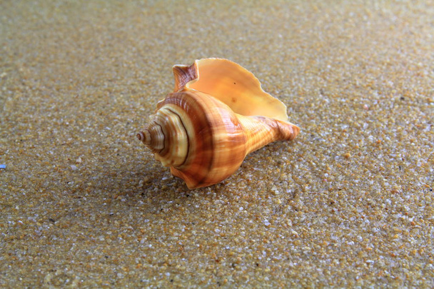 Muschel auf dem Sand - Foto, Bild