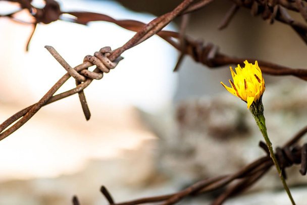 Flor en frente de alambre de púas como símbolo de libertad
 - Foto, Imagen