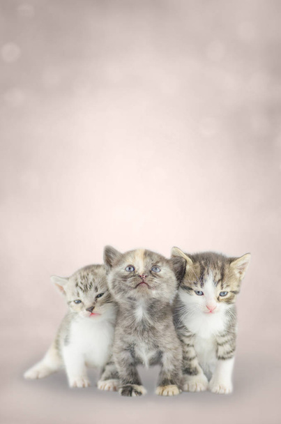 Drie kleine kittens samen op de achtergrond bokeh - Foto, afbeelding