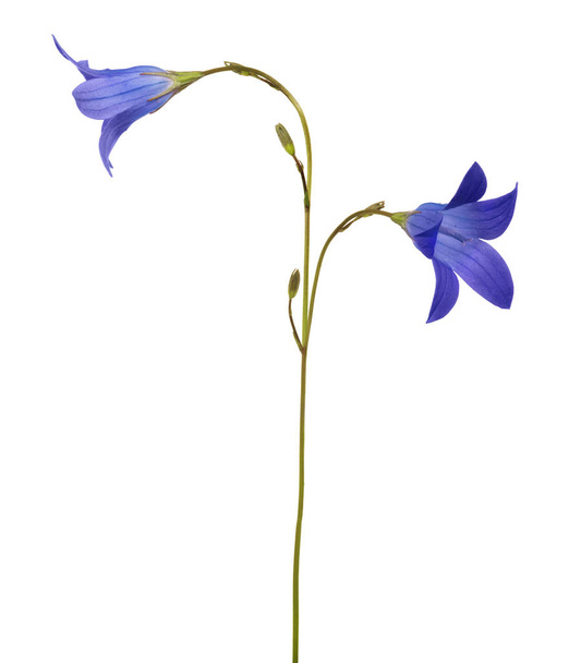 verspreiding bellflower geïsoleerd op witte achtergrond - Foto, afbeelding