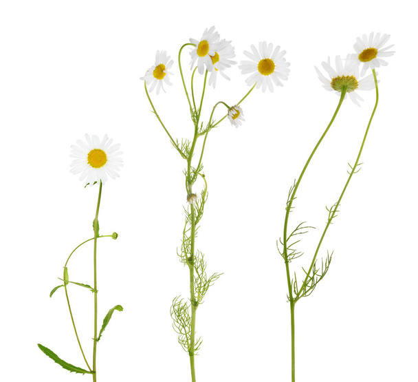 three fine chamomile flowers on white - Foto, immagini