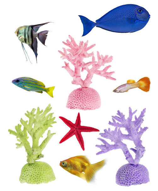 Sada barevných korálů a ryb izolované na bílém - Fotografie, Obrázek