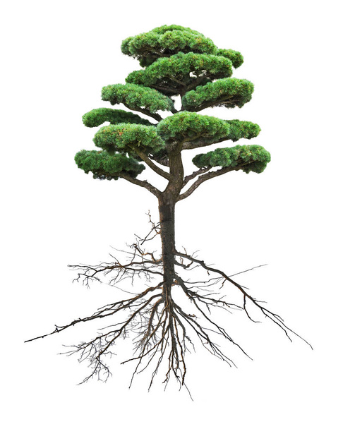 bonsai green pine with root on white - Photo, Image