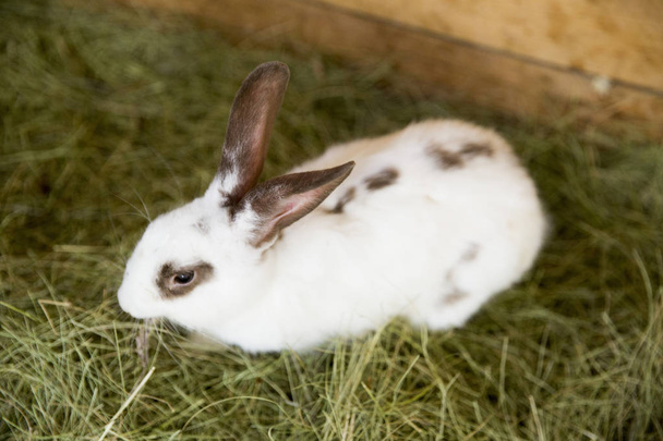 Білий кролик з коричневими вухами сидить на сухій траві на розмитій
 - Фото, зображення