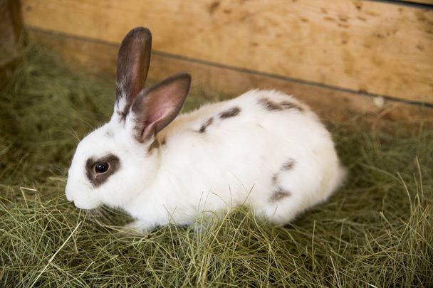  белый кролик с коричневыми ушами сидит на сухой траве на спине
 - Фото, изображение