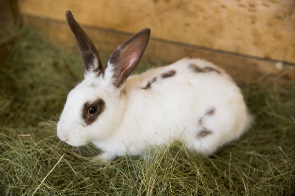Primer plano un conejo blanco con orejas marrones en se sienta en una hierba seca
  - Foto, Imagen