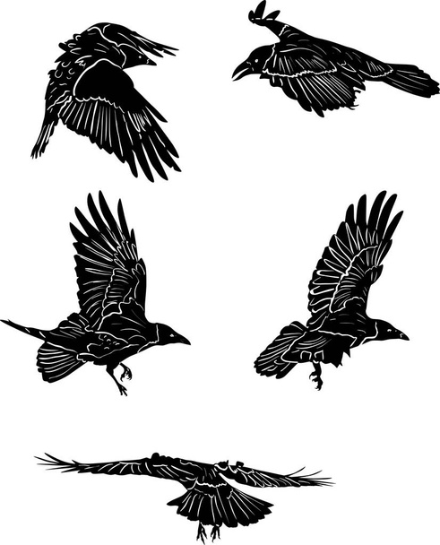 ilustración con conjunto de cinco siluetas de cuervo aisladas sobre fondo blanco
 - Vector, Imagen