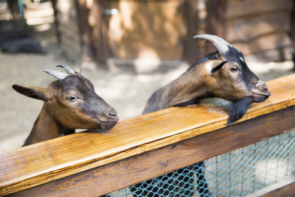 Close-up duas cabras com um seis marrom em seus lados e um m preto
 - Foto, Imagem