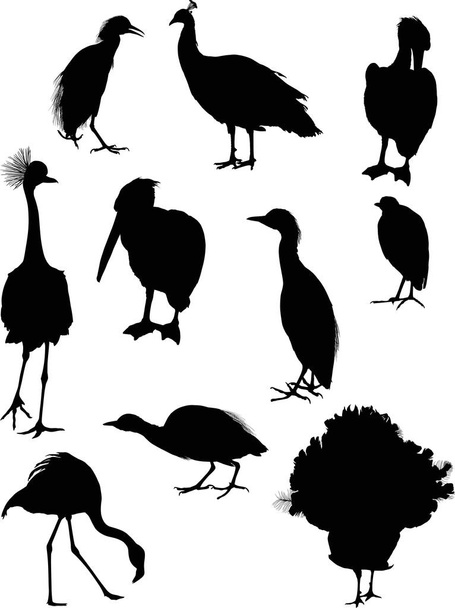 иллюстрация с различными силуэтами птиц
 - Вектор,изображение