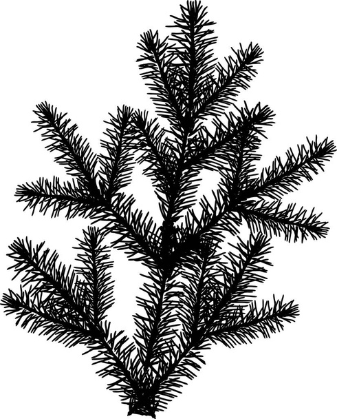 single black fir branch isolated on white - Vector, Image