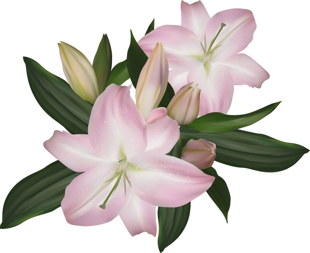 Lys rose clair isolé bouquet de fleurs
 - Vecteur, image
