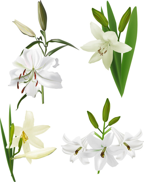 четыре изолированных белых цветка лилии
 - Вектор,изображение