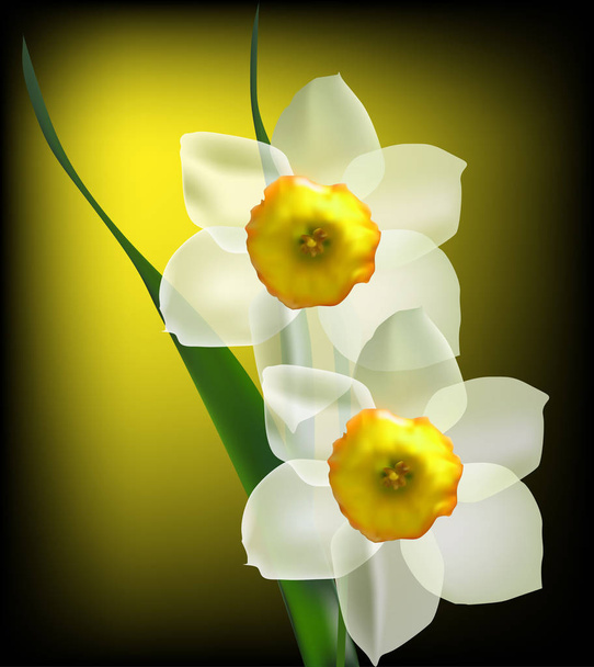 two narcissus flowers on dark background - Vector, Image