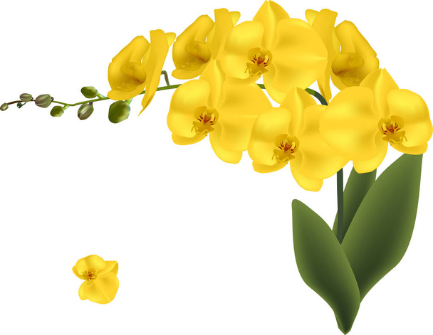 gold orchid flowers isolated on white - Vector, Image
