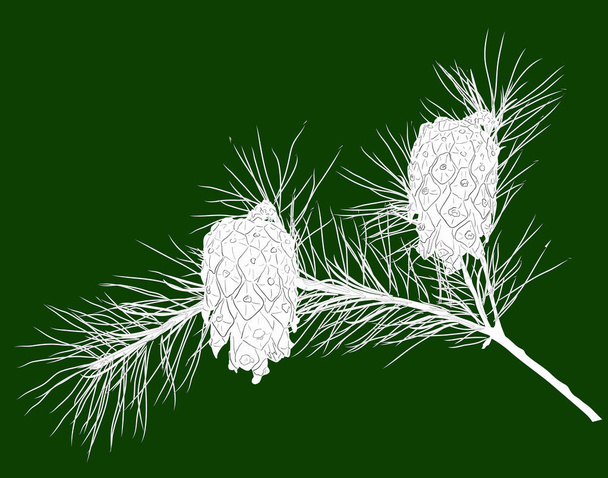 árvore de pinheiro ramo branco com cones ilustração isolada
 - Vetor, Imagem
