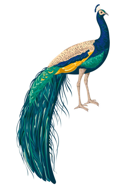 Peacock on white background. Hand drawn vector illustration in watercolor style - Vektor, obrázek