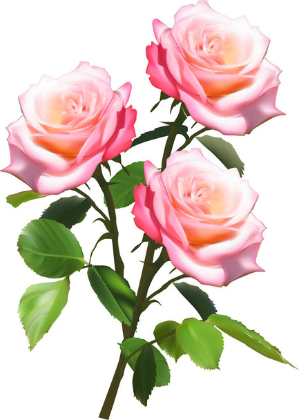 白で隔離 3 つの光ピンクのバラの花束 - ベクター画像
