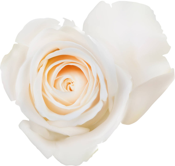 単一孤立した白いバラが咲くとイラスト - ベクター画像
