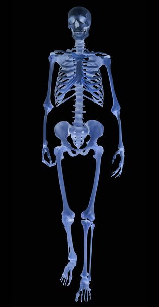 üzerinde siyah illüstrasyon izole mavi insan iskeleti - Vektör, Görsel