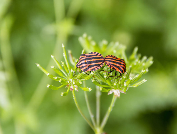 Italian striped bugs - Photo, Image