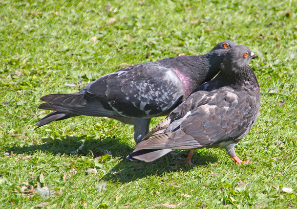 Coppia di piccioni governanti
 - Foto, immagini