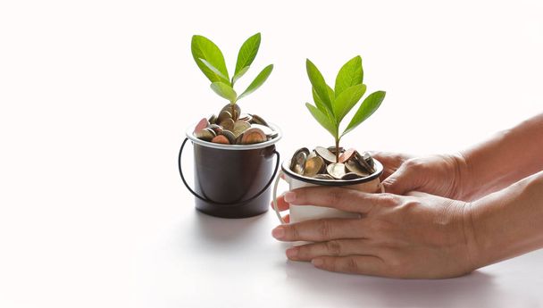 Hands protect growing plant of coins, finance and banking concept - Photo, Image
