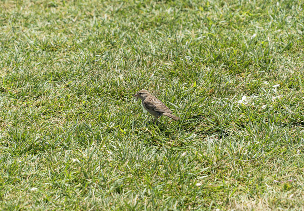 Sparrow on the grass - Photo, Image
