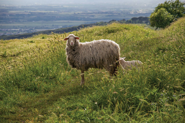 Крупный план овец, полей, лесов и холмов вблизи города Фраскати
 - Фото, изображение