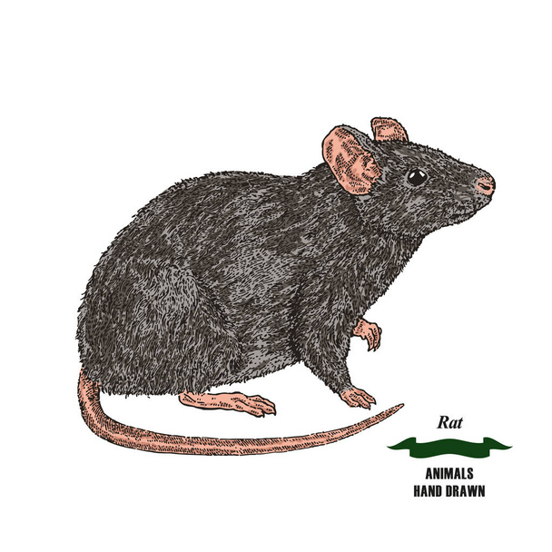 Hand drawn mouse or rat animal. Colored sketch on white background. Vector illustration vintage. - Vector, Image