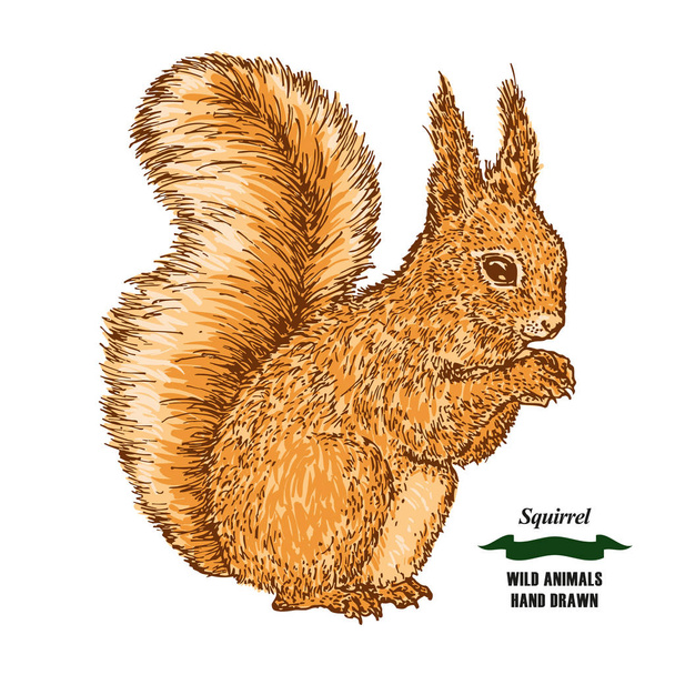 Forest animal squirrel. Hand drawn colored sketch on white background. Vector illustration vintage. - Vector, Image