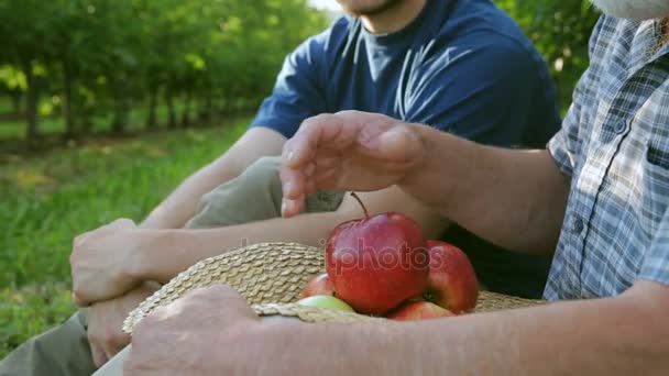 El agricultor muestra una nueva variedad de manzanas. Las manos de cerca
 - Metraje, vídeo