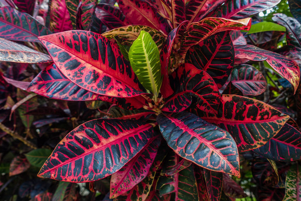 Roślina tropikalna makro 2 - Zdjęcie, obraz