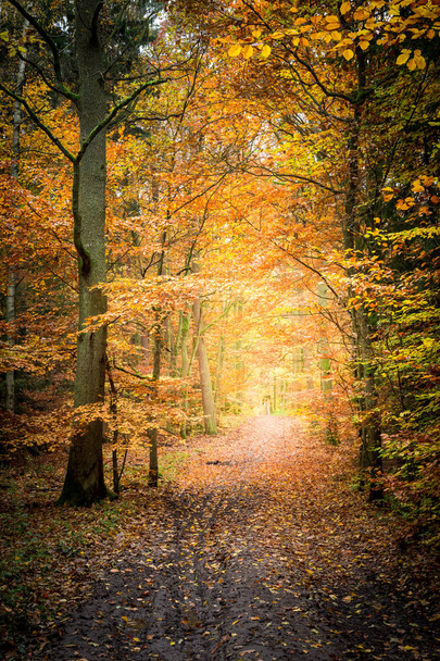 Breathtaking forest in the autumn in Europe - Foto, imagen