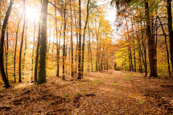 Kleurrijke bossen in de herfst in Europa - Foto, afbeelding