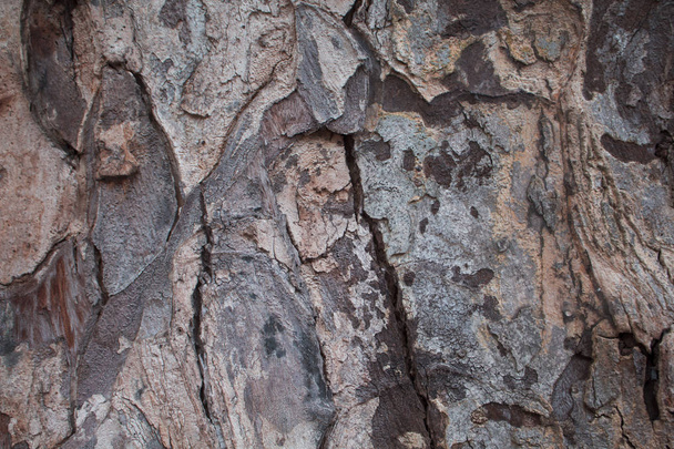 Old oak tree bark closeup texture photo. Rustic tree trunk closeup. Oak bark pattern. Textured lumber background. Weathered timber surface. Rough bark. Natural layered lumber texture. Old wooden peel - Fotó, kép