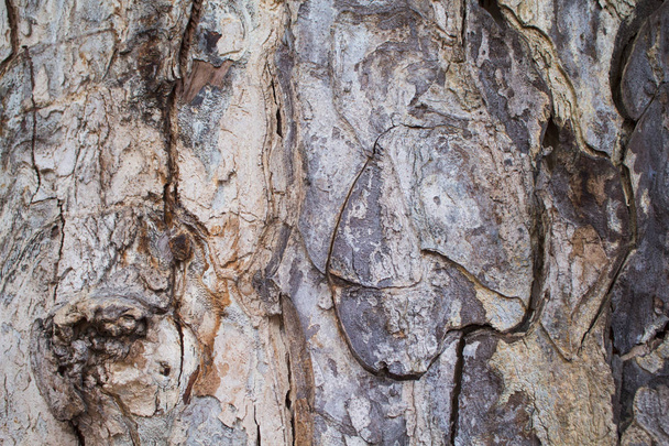Old oak tree bark closeup texture photo. Rustic tree trunk closeup. Oak bark pattern. Textured lumber background. Weathered timber surface. Rough bark. Natural layered lumber texture. Old forest tree - 写真・画像