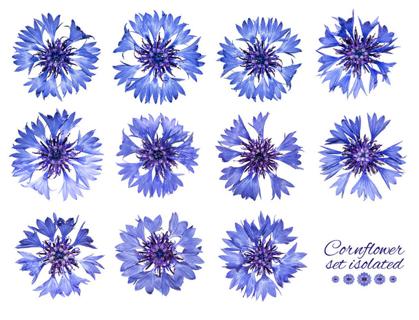 Set of cornflowers isolated. Blue flowers. - Photo, Image