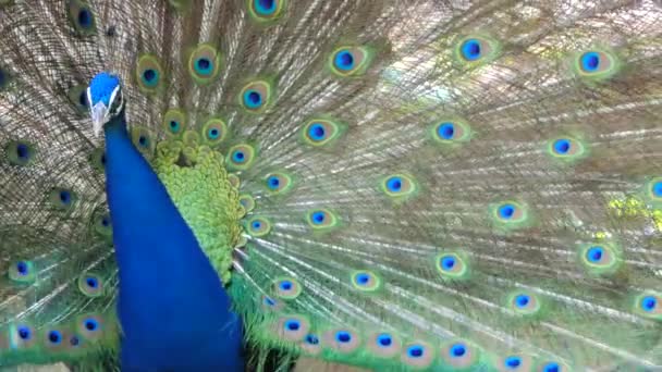 Peacock in tropisch regenwoud. - Video