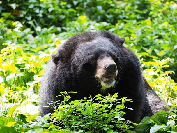 Азиатский медведь
 - Фото, изображение