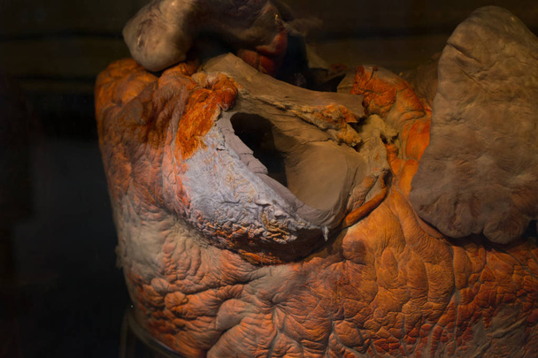 Heart of whale - Photo, Image
