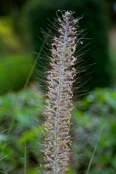 Фонтан травы, Pennisetum hohenackeri
 - Фото, изображение