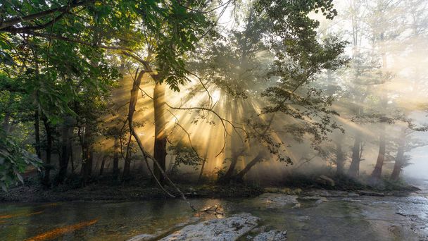 Sun rays make their way through mist and leaves of the trees at sunrise - Foto, imagen