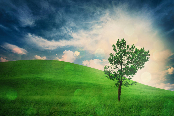 Yksinäinen puu kukkulalla. Pilvinen sää. Käsitys luonnon pohdiskelusta
 - Valokuva, kuva