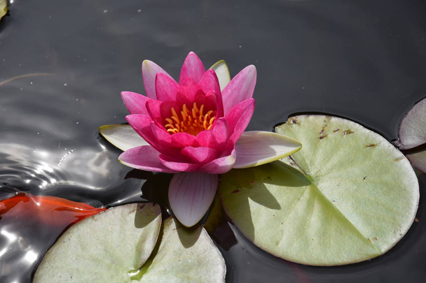 Bladeren van de Waterlelie zwemmen in de vijver / water lelies - Foto, afbeelding