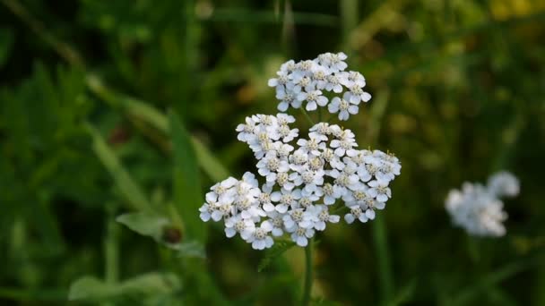 Yarrow flower close up. Achillea millefolium. Medical herb, medicine plant in the field. HD video footage shooting of static camera. - Materiał filmowy, wideo